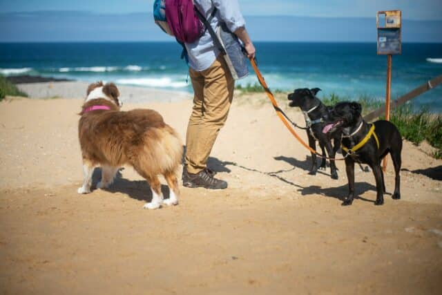 A man with 3 dogs on one of the dog friendly beaches in Pinellas County, Florida