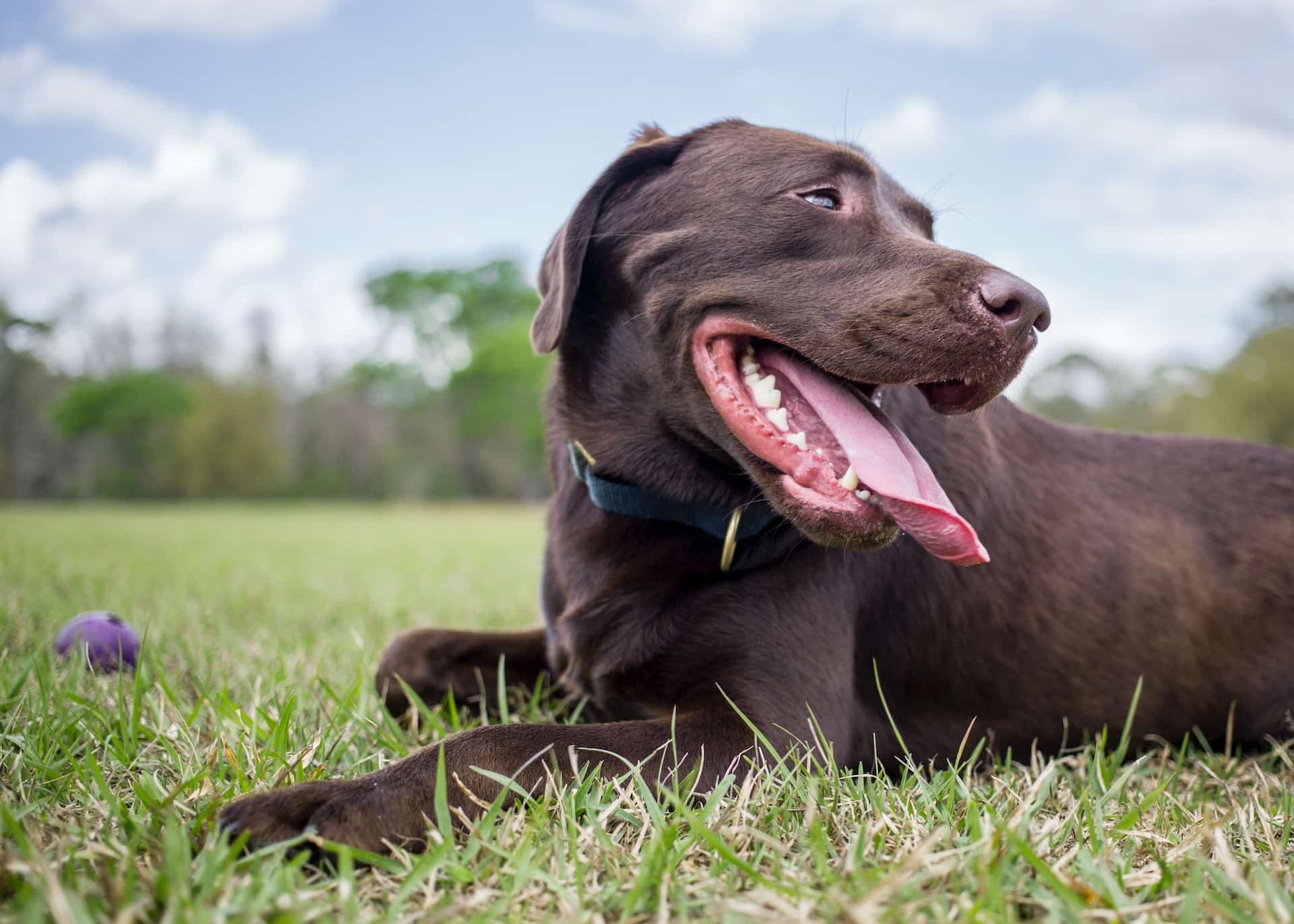 A chocolate brown Labrador Retriever resting on the grass in a park