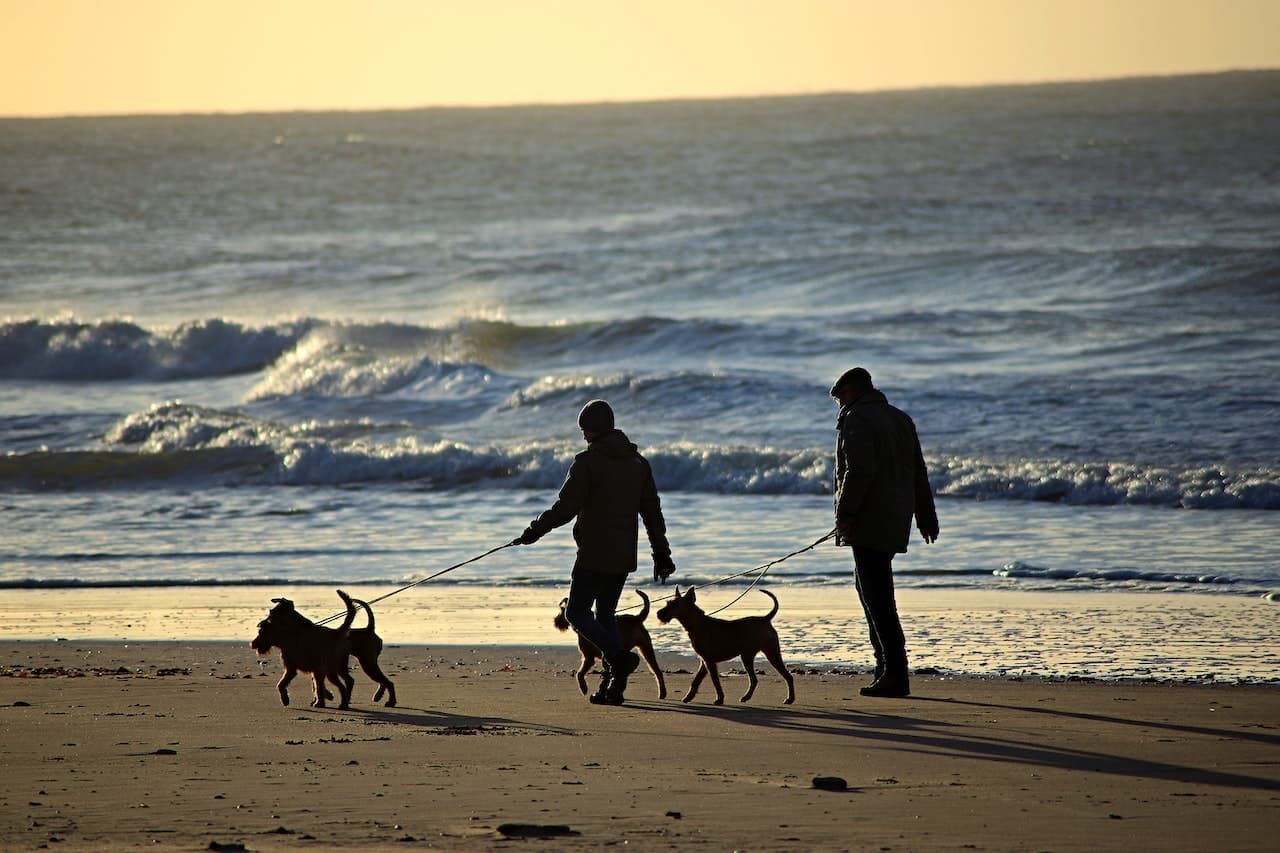 Leashed dogs being walked on a beach