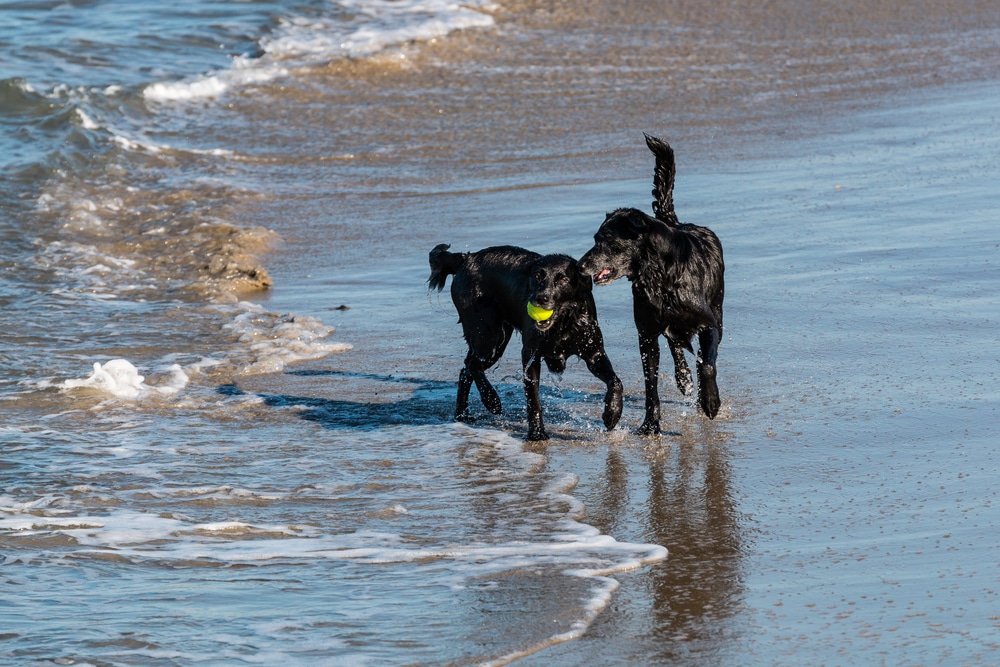 Two black Labrador Retrievers play on the shore at Dog Beach in San Diego - one of the best dog beaches in the US
