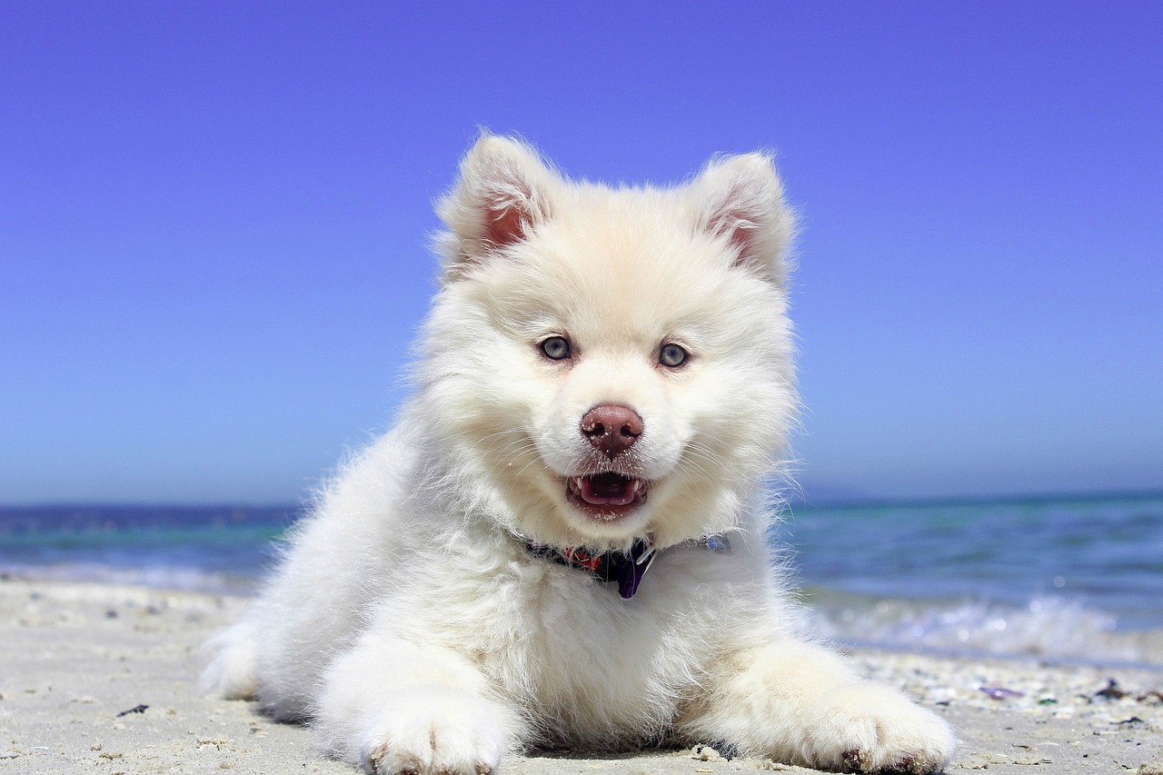 Beautiful fluffy dog sitting on a dog beach