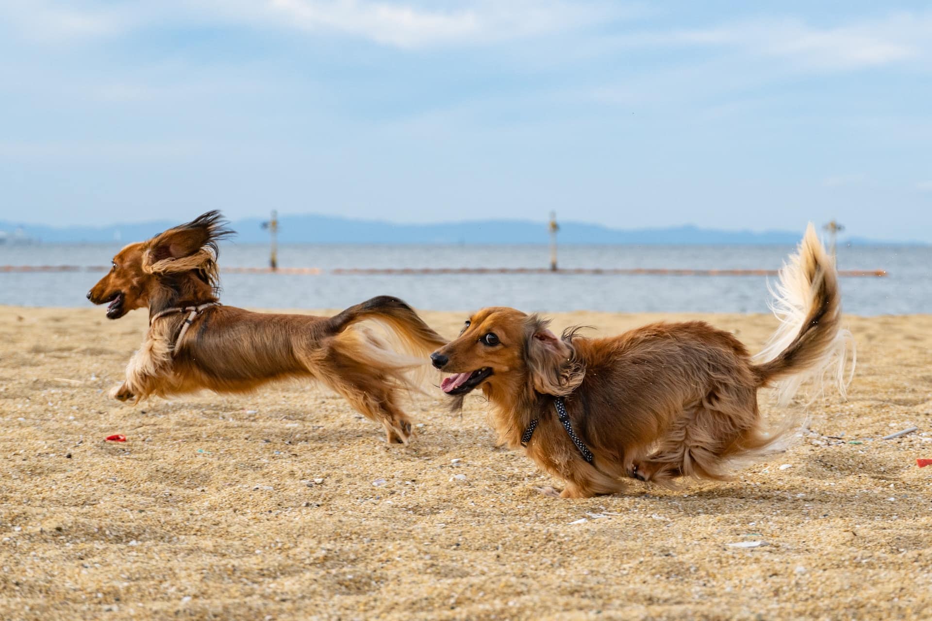 Two dachshunds running and playing on a dog friendly Orange County beach, California, USA