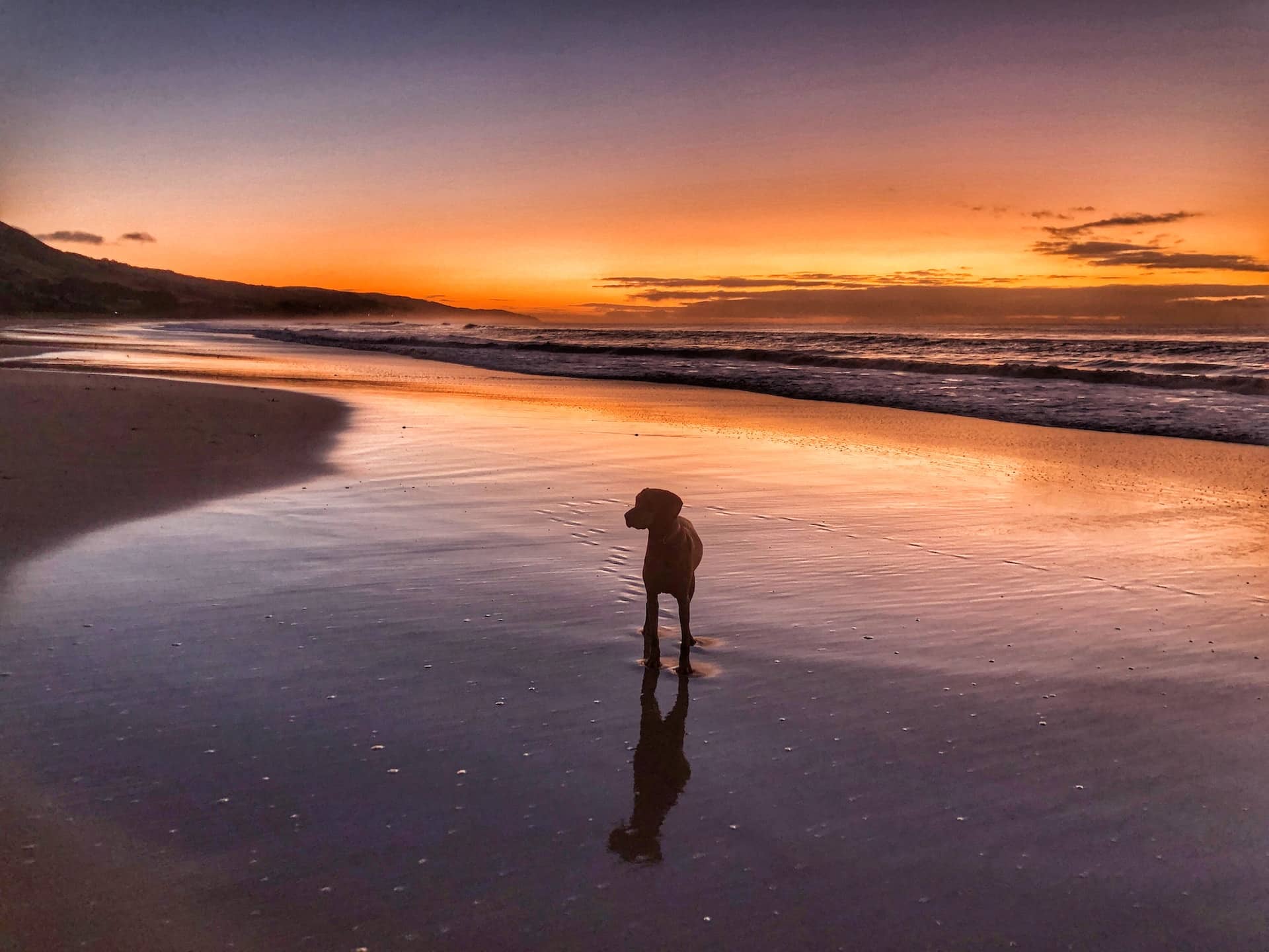 Dog on a beautiful dog friendly beach in Orange County, California, at sunset