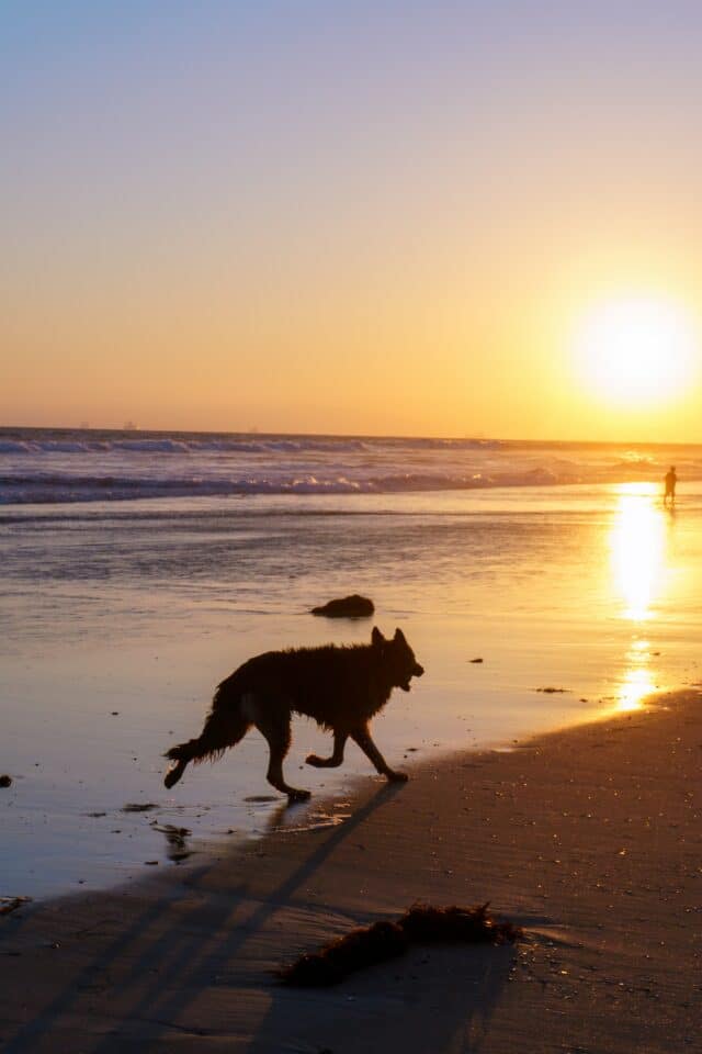 A dog running on Huntington Dog Beach in Orange County, California, at sunset