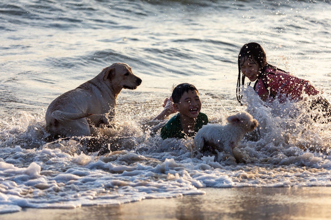 Dogs and children playing in the water at a Maine dog beach