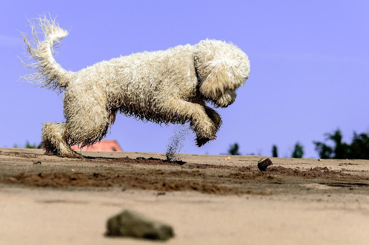 A golden doodle jumping playfully on the sand at a gorgeous Orange County dog beach
