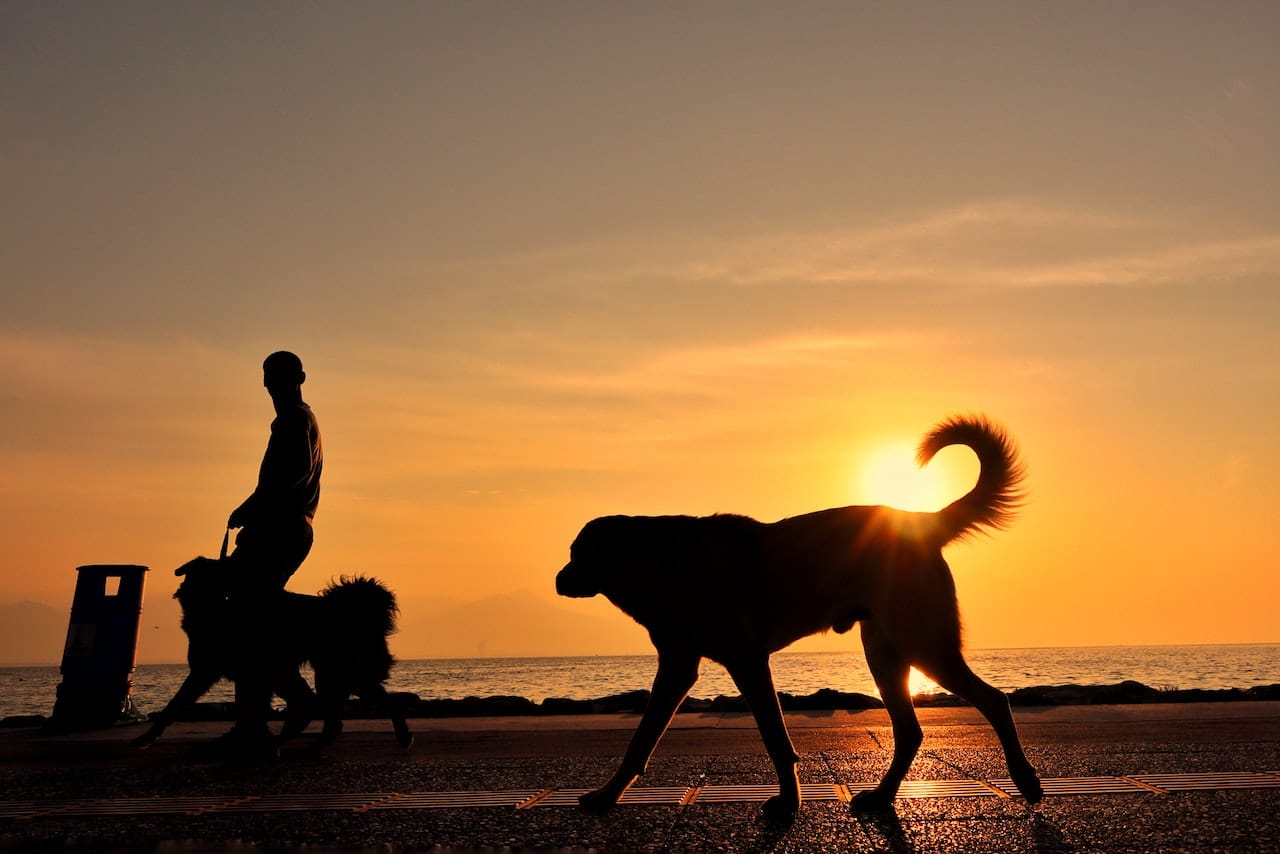 Silhouette of a man walking with dogs on a dog-friendly Maine beach