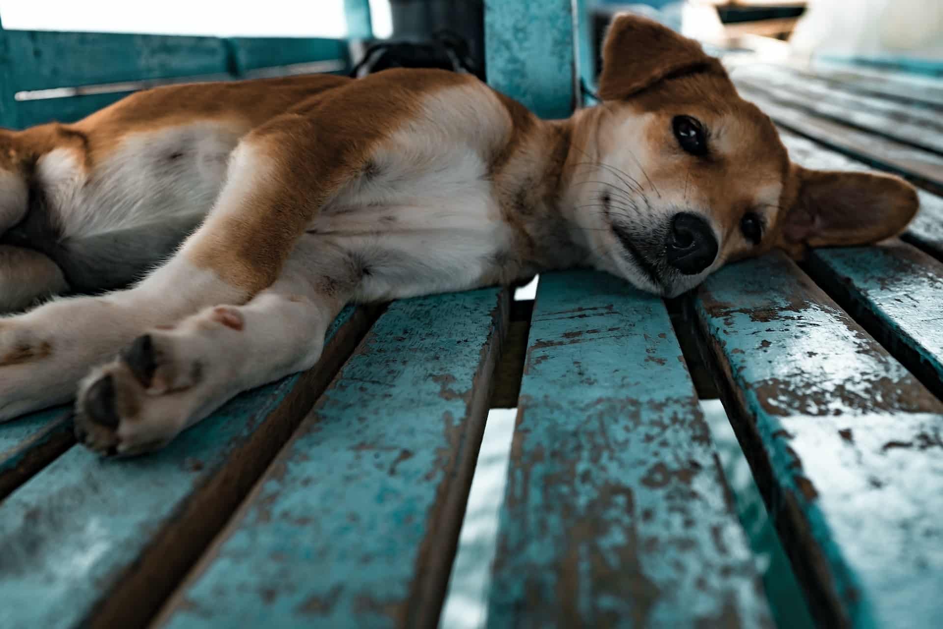 Short-coated tan and white dog lying on the boardwalk of a dog friendly beach in Orange County, California, USA