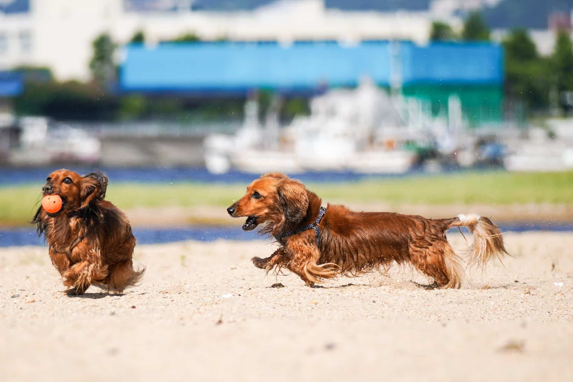 Two dachshunds running on a sandy dog beach in Orange County, California, USA