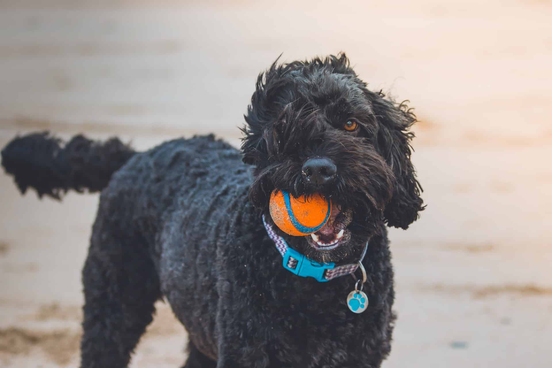 Black dog with an orange ball in its mouth on a Long Island dog beach