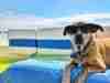 Dog Friendly Beaches in South Carolina Brown dog wearing sunglasses near dog friendly beaches in South Carolina