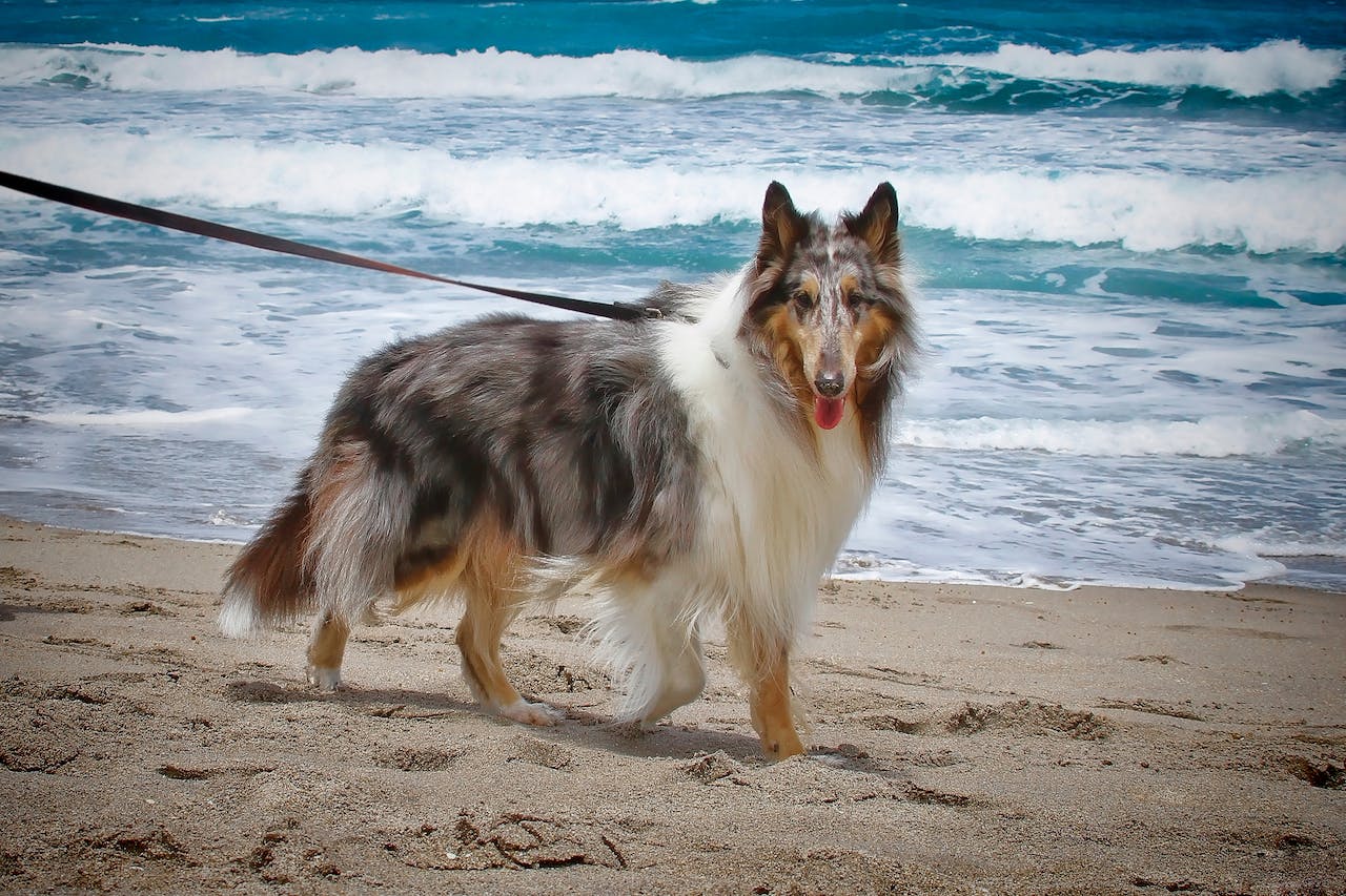 A leashed Collie on a dog friendly beach