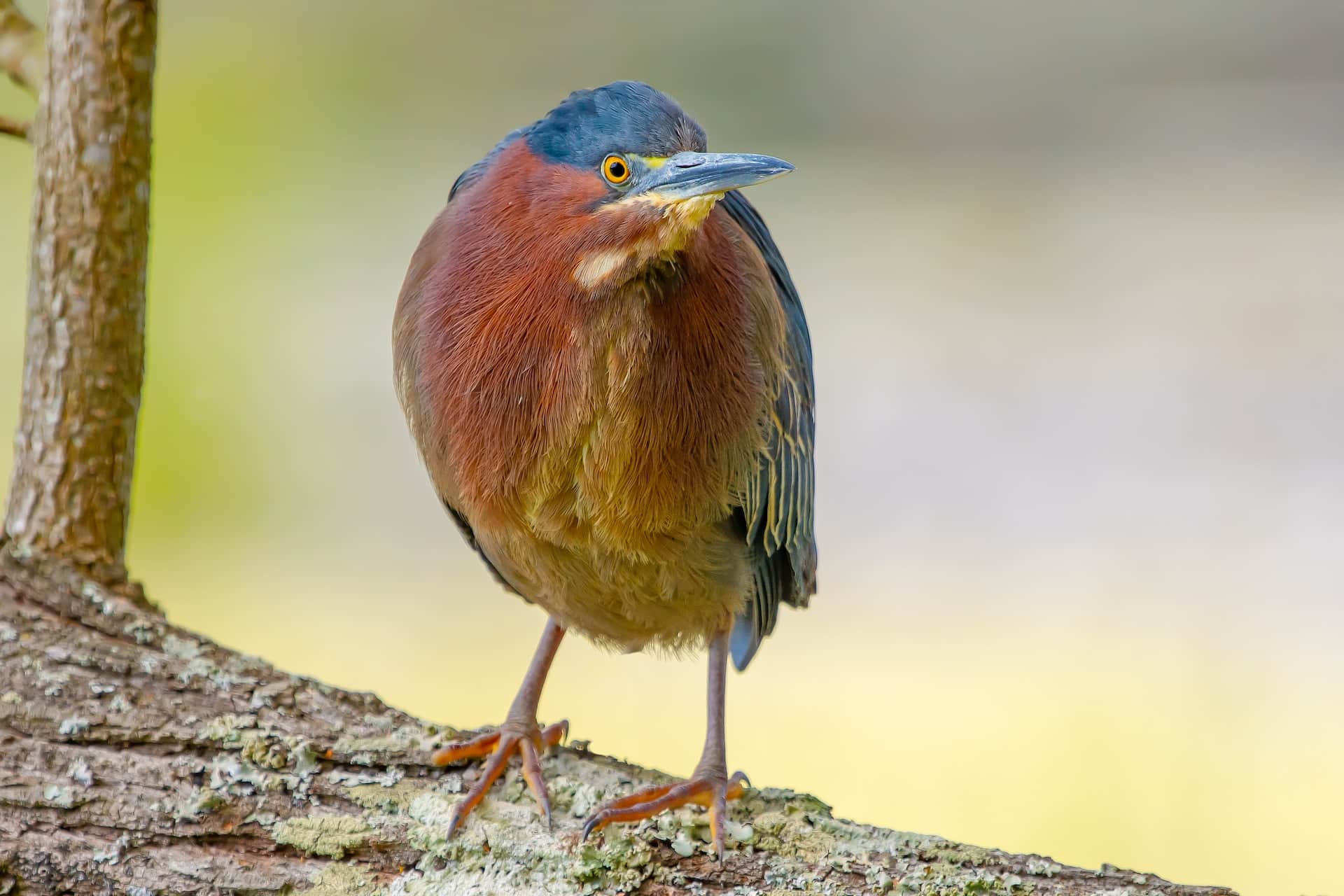 Colorful bird on a tree branch in Huntington Beach State Park, South Carolina, USA