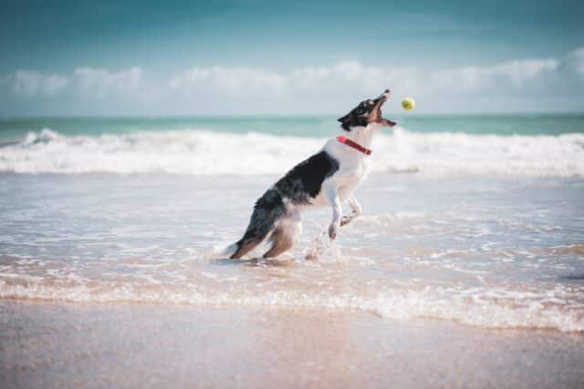 A dog catching a ball on a gorgeous dog friendly beach on Long Island