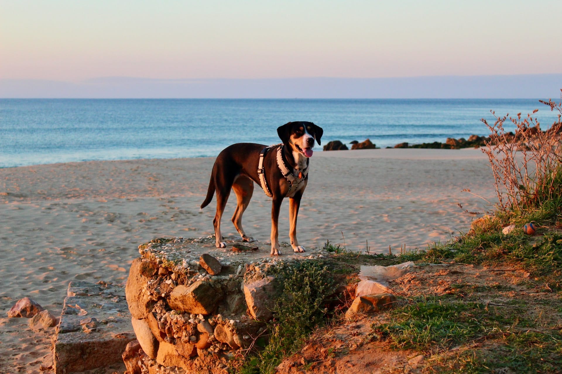 Dog enjoys sunrise at the beach