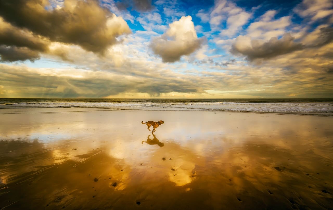 Dog running on a South Carolina dog beach