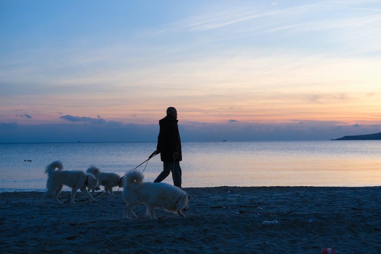 Man walking three dogs on a dog friendly South Carolina beach