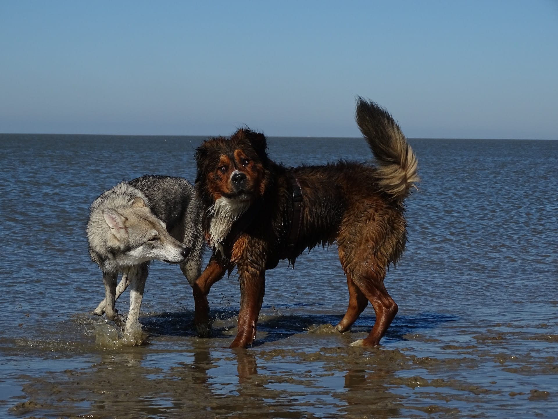 Two dogs playing on a Utah dog friendly beach