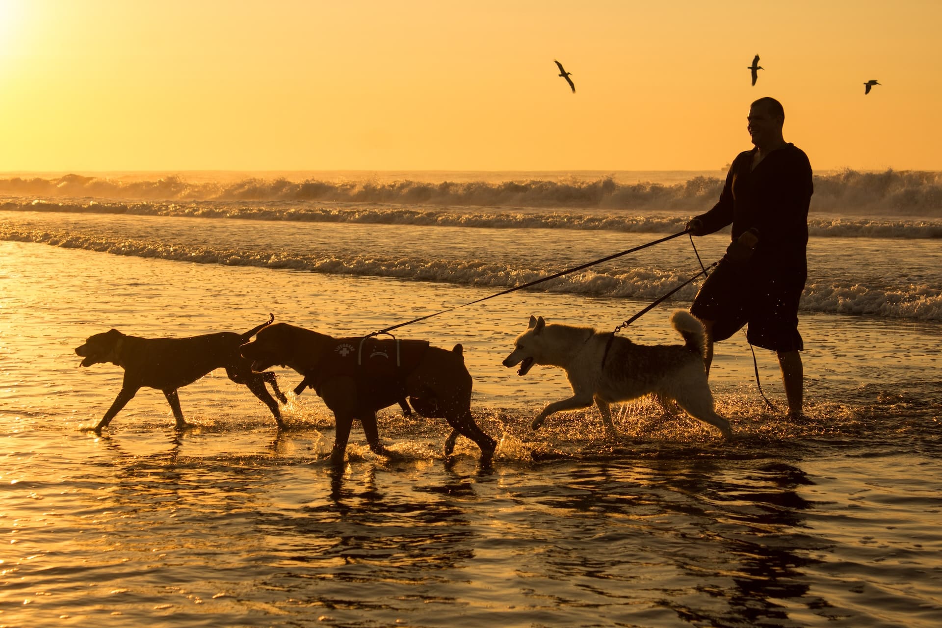 Man walking three dogs on the beach at sunset