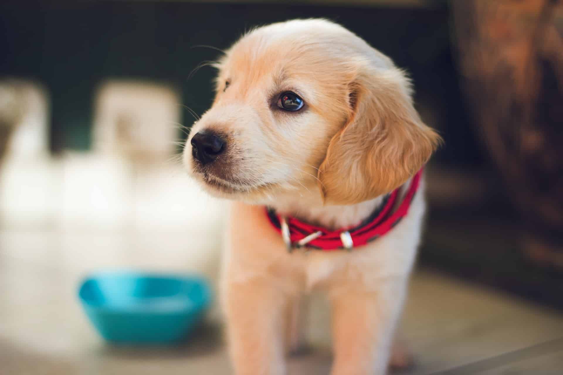 Short-coated brown puppy facing right side