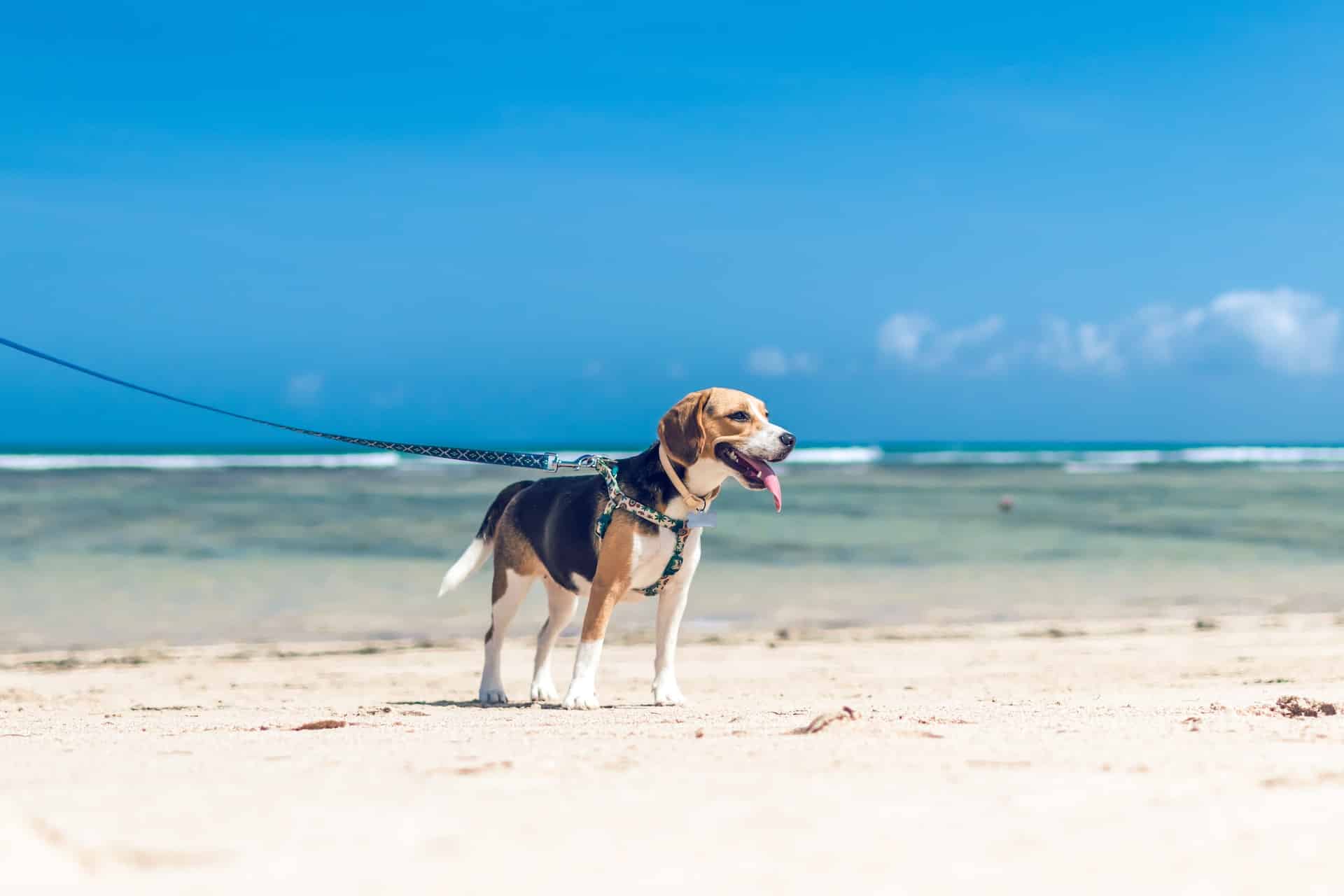 Tricolor beagle on the beach during daytime