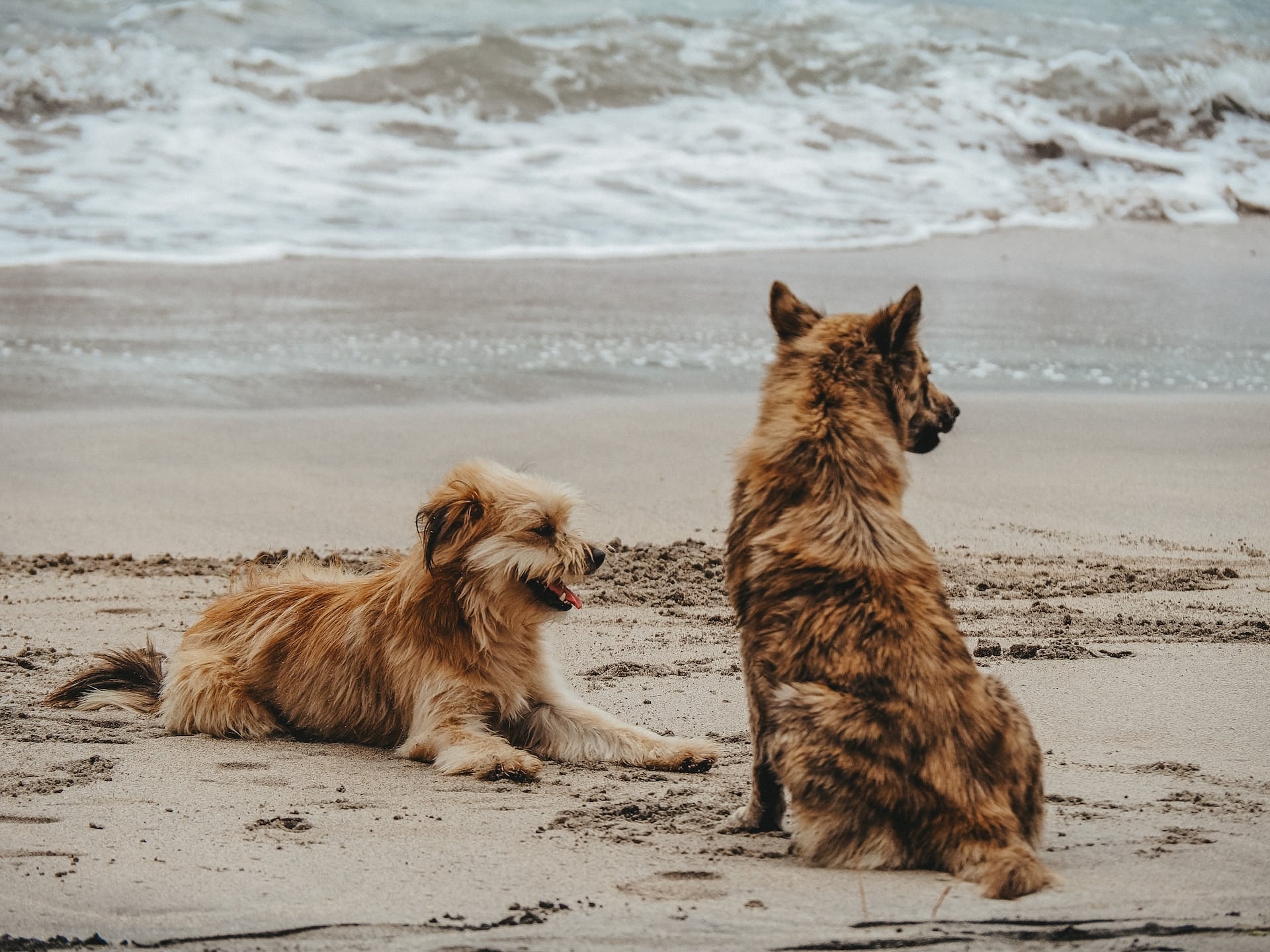 Two happy dogs sitting on a beach next to the ocean