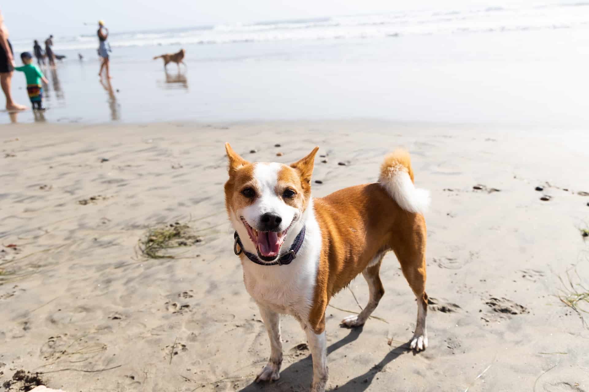 A beautiful dog at a Marin County dog friendly beach