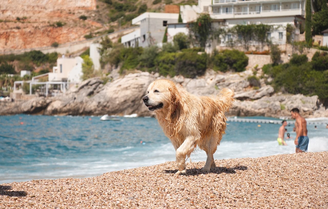 Beautiful Golden Retriever dog walking on the beach
