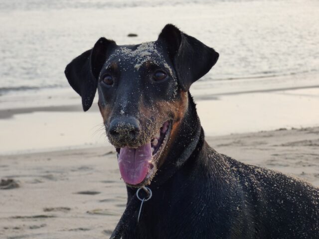 Doberman Pinscher on one of the dog friendly beaches in Sonoma County, California, USA
