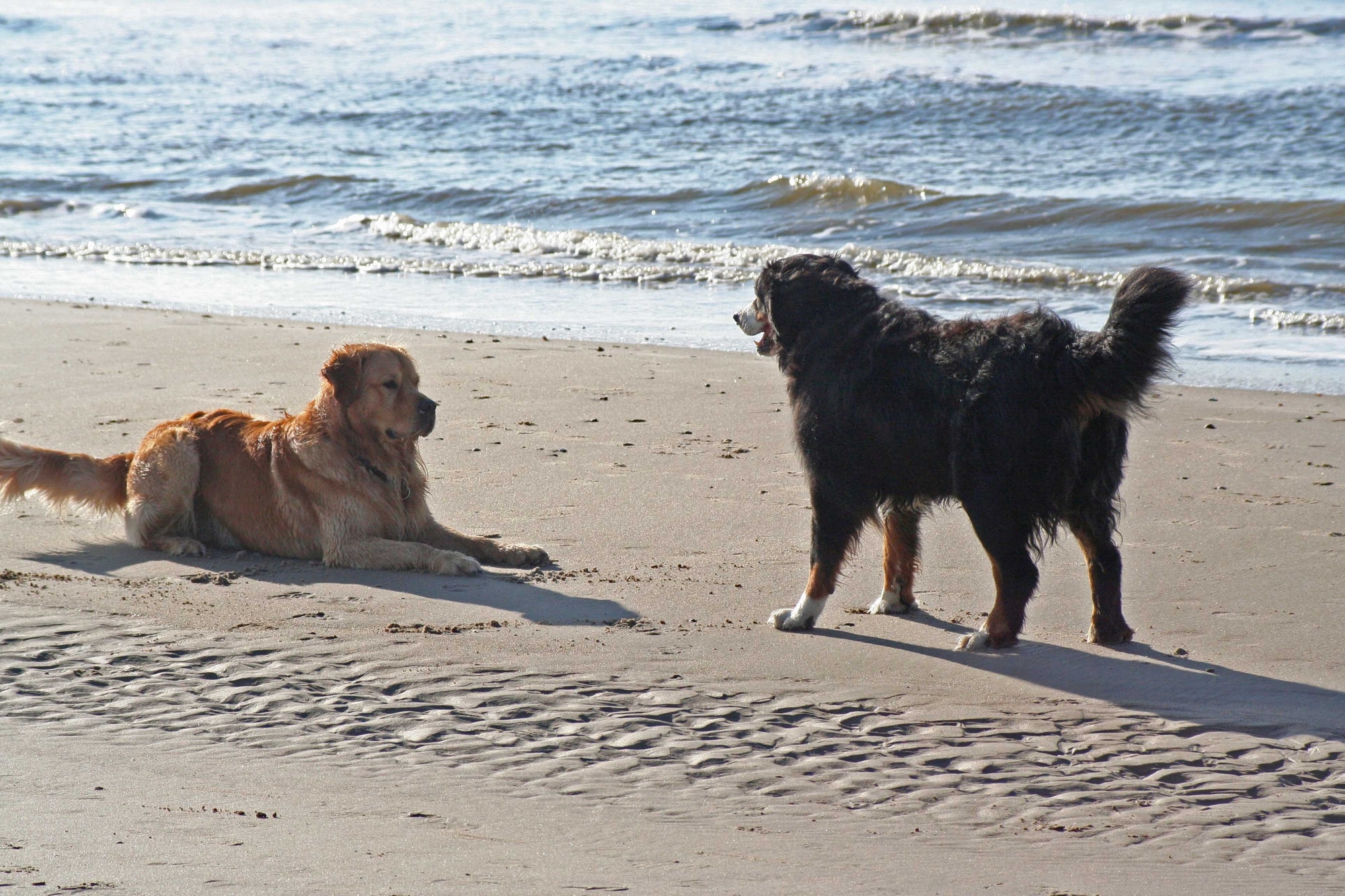 Dog friendship on the beach at a dog friendly beach in San Luis Obispo County