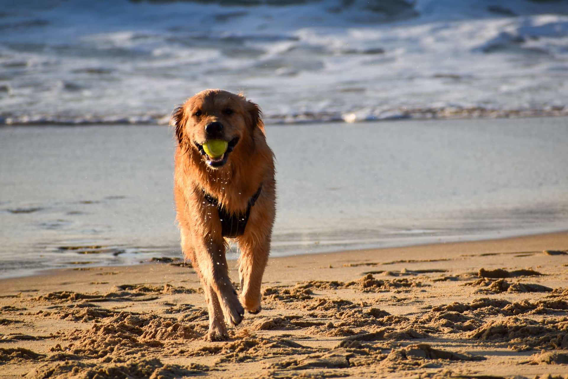 Golden Retriever at a dog-friendly Marin County beach