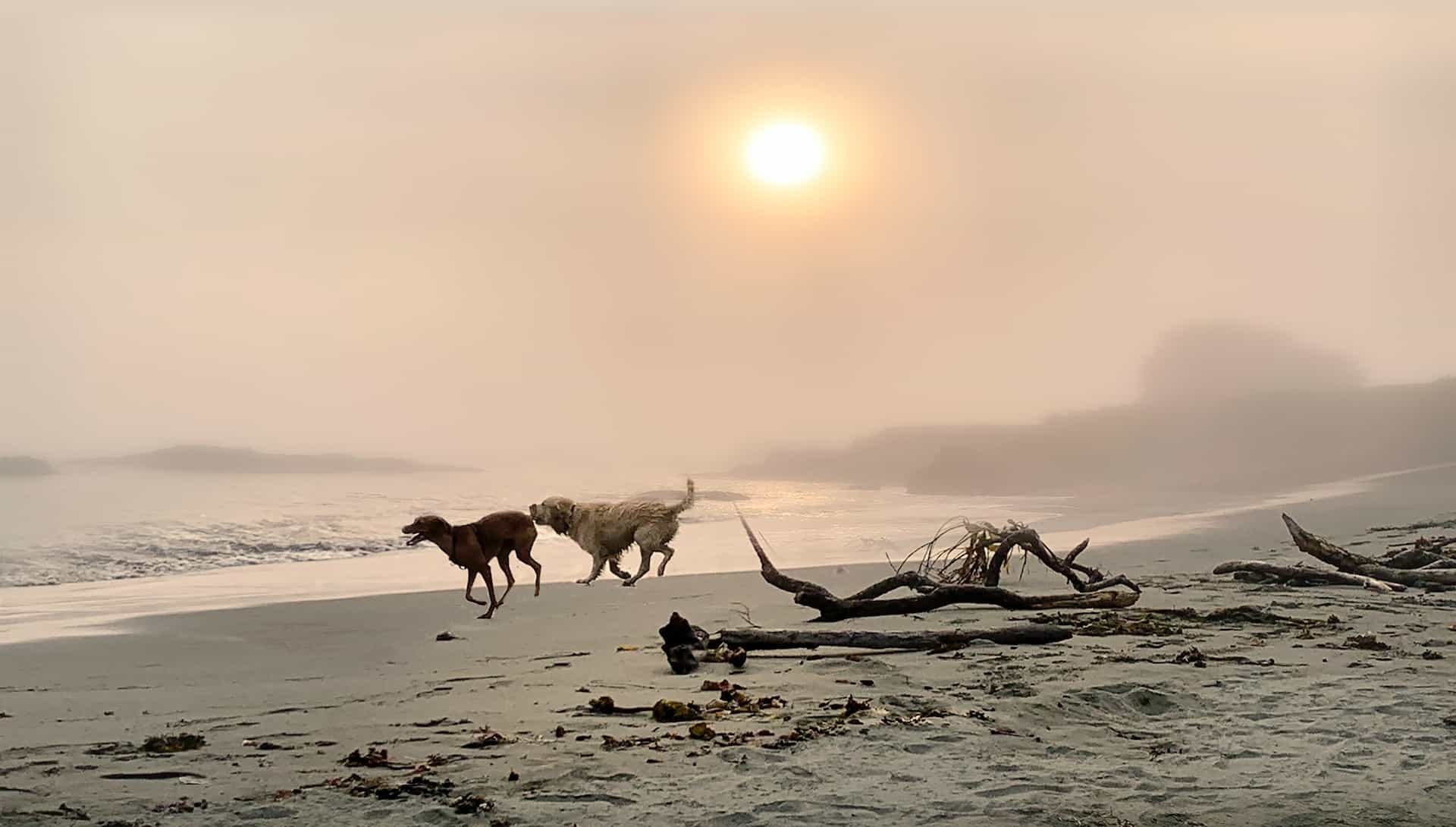 Two dogs running on the beach in sunset fog at Sea Ranch, Sonoma County, USA