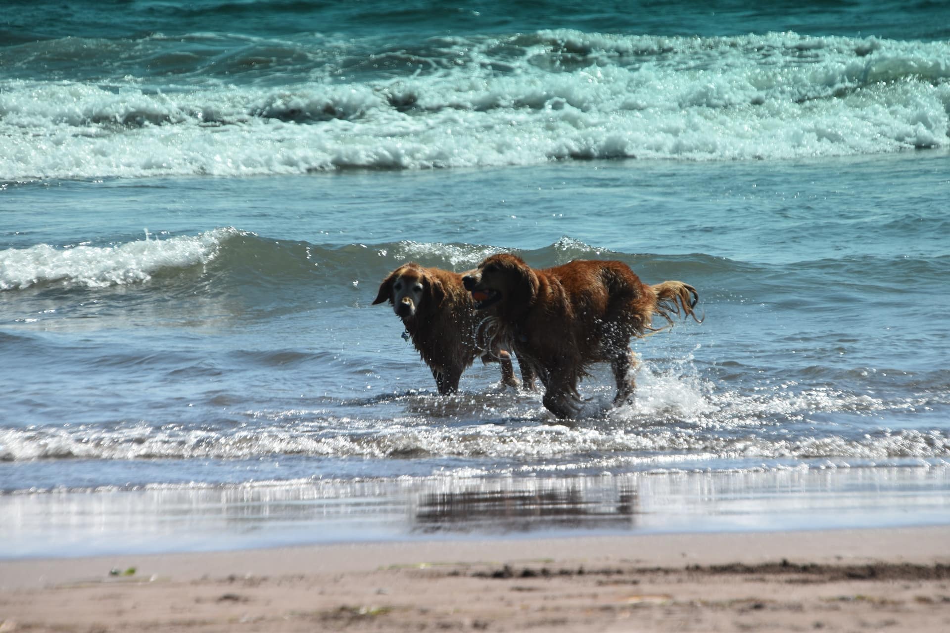 Two dogs playing at one of the dog friendly beaches in Marin County
