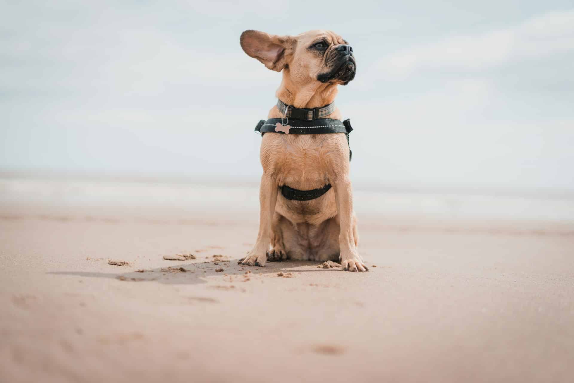 A gorgeous pug at the beach