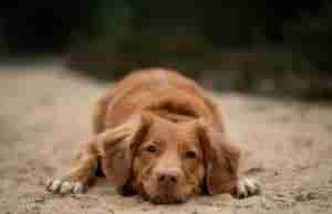 Dog Friendly Beaches in New Hampshire Brown dog lying on the sand at one of the dog friendly beaches in New Hampshire, United States of America