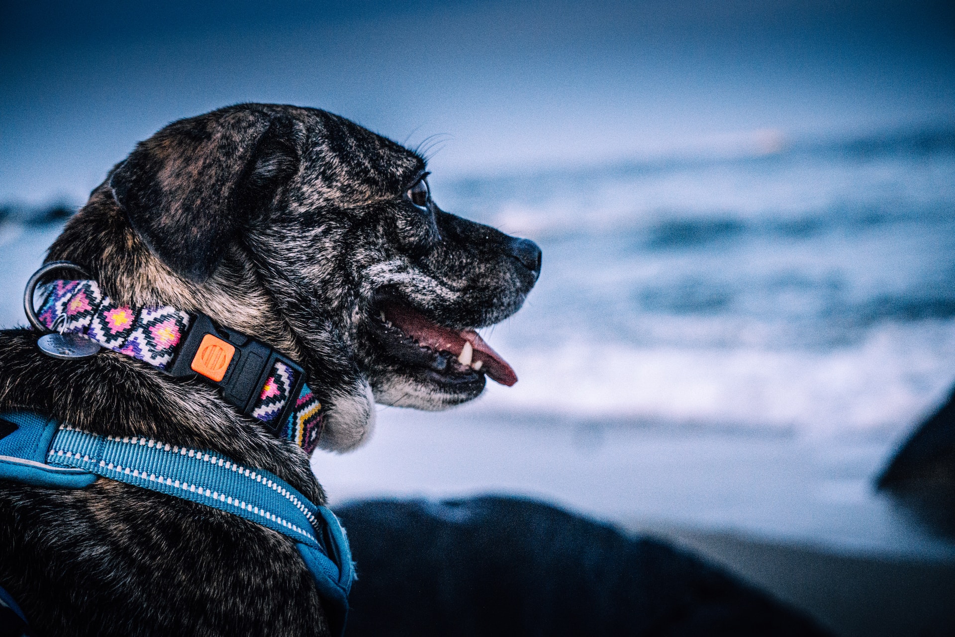 A beautiful dog stares out into the ocean at a fabulous New Hampshire dog beach