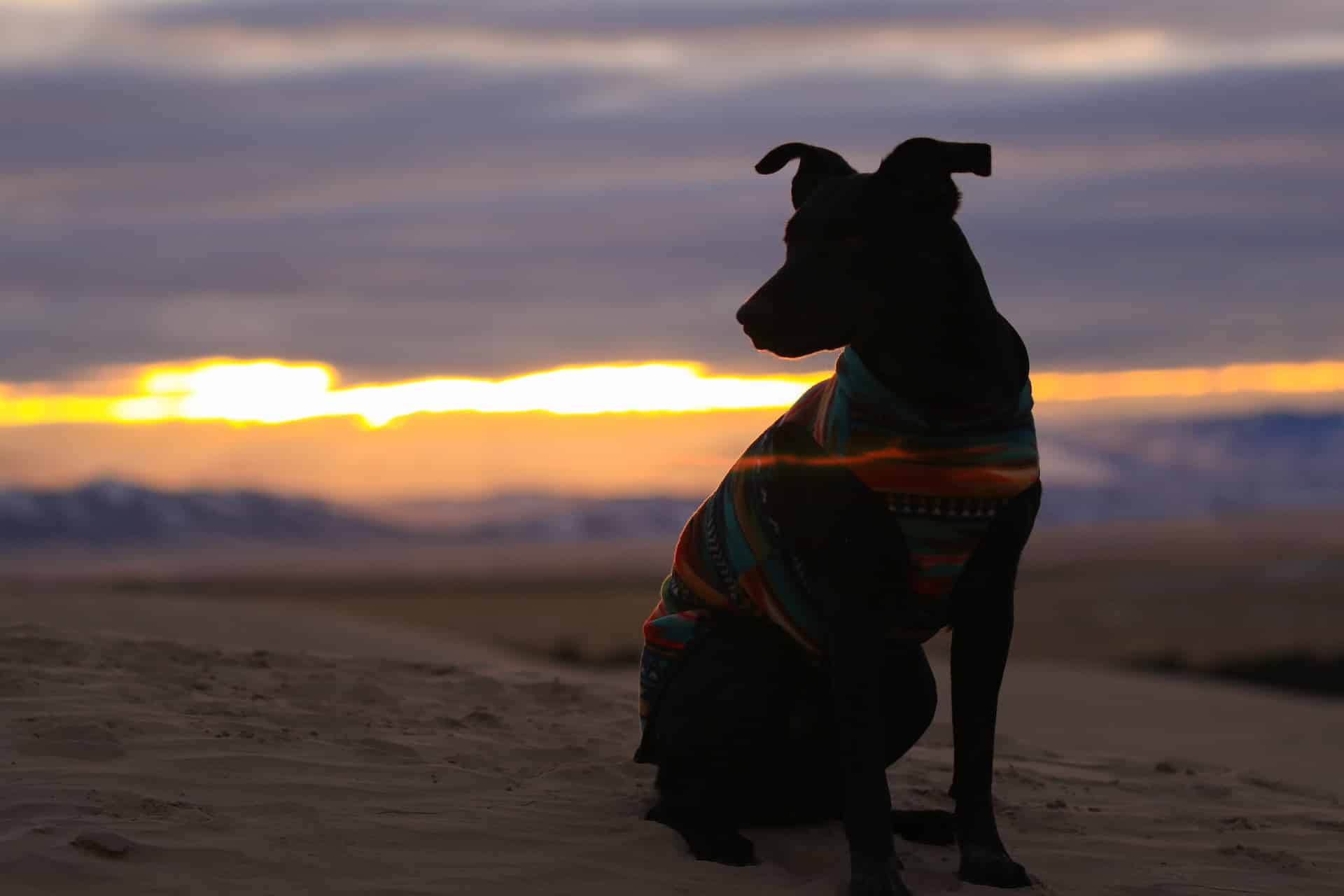 Silhouette of a black dog in a colored sweater on the sand