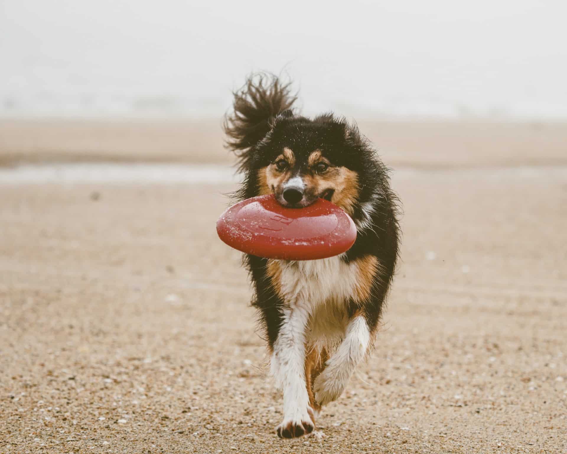 Black, white and brown long-coated dog catching a Frisbee at the beach