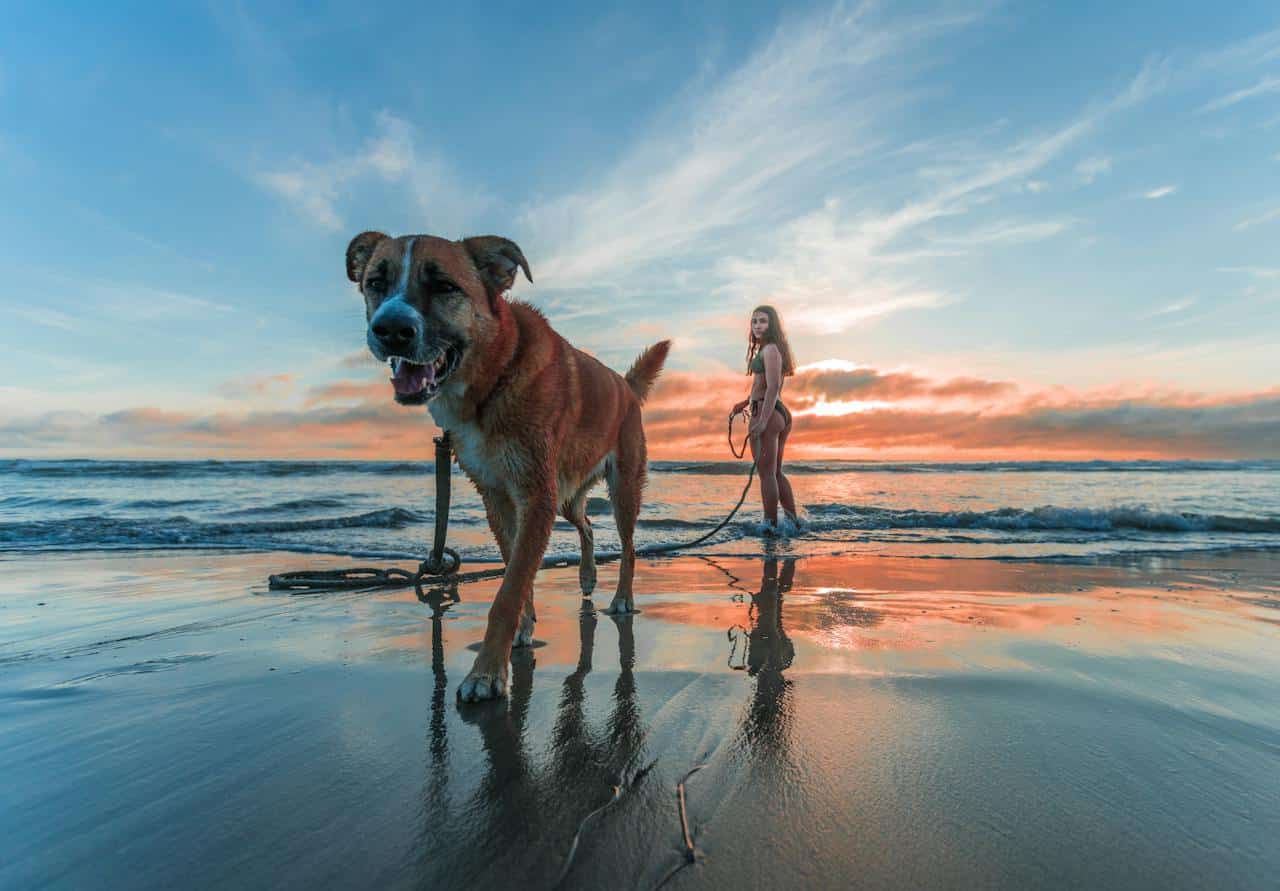 Woman walking with her adult brown and white boxer dog on a beautiful dog beach in Vermont