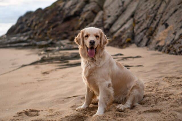 Golden Retriever on one of the dog friendly beaches in New England