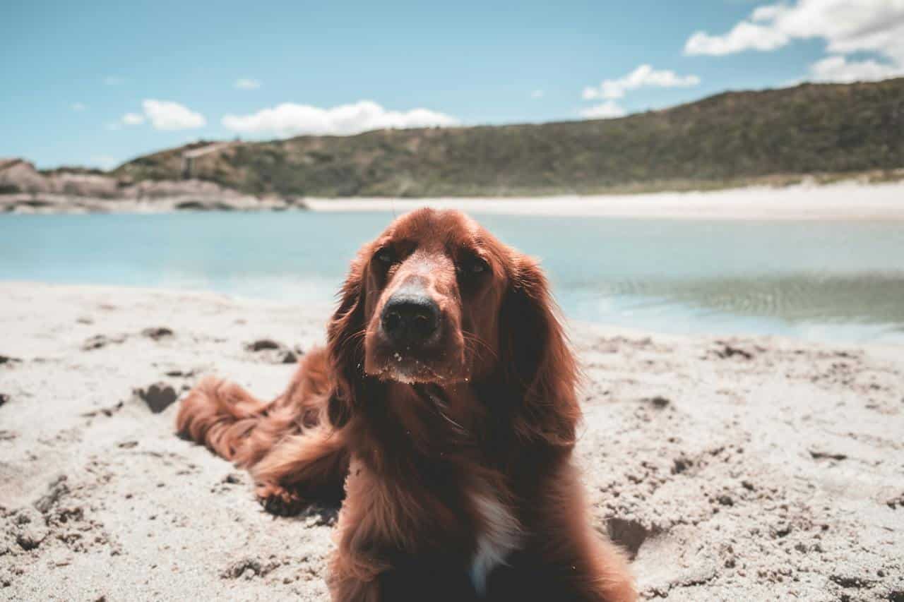 Gorgeous brown Irish Setter laying by a lake shoreline