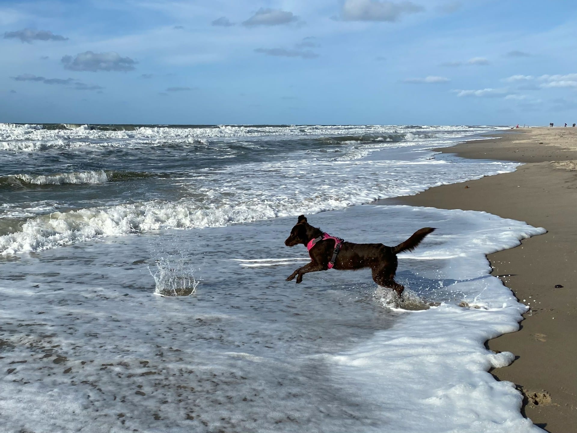 A black dog jumping the waves at a dog friendly beach in New England