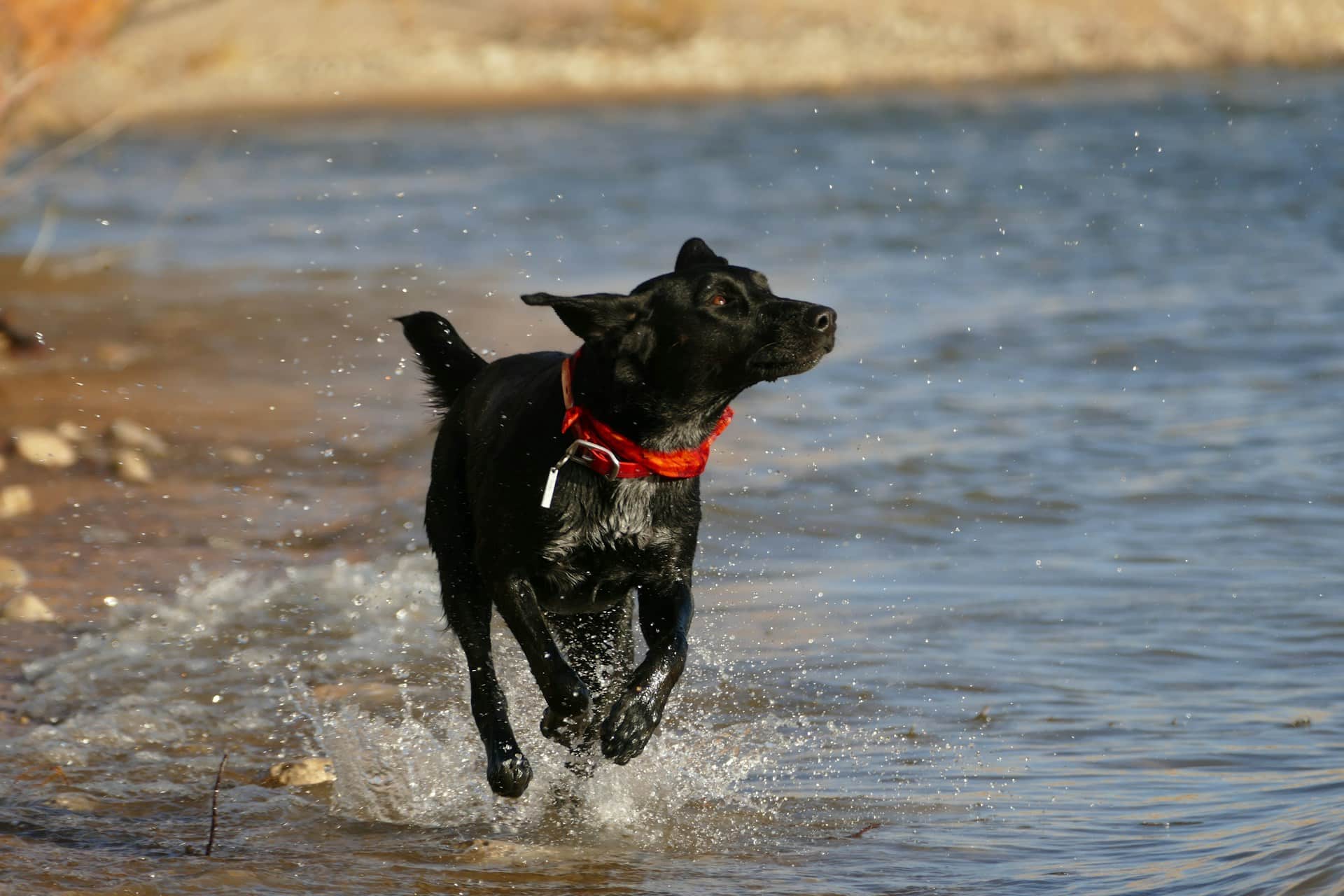 Black Labrador Retriever having fun at a Mississippi dog beach