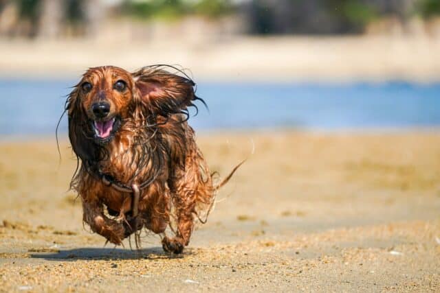 Dachshund running on one of the dog friendly beaches in Mississippi
