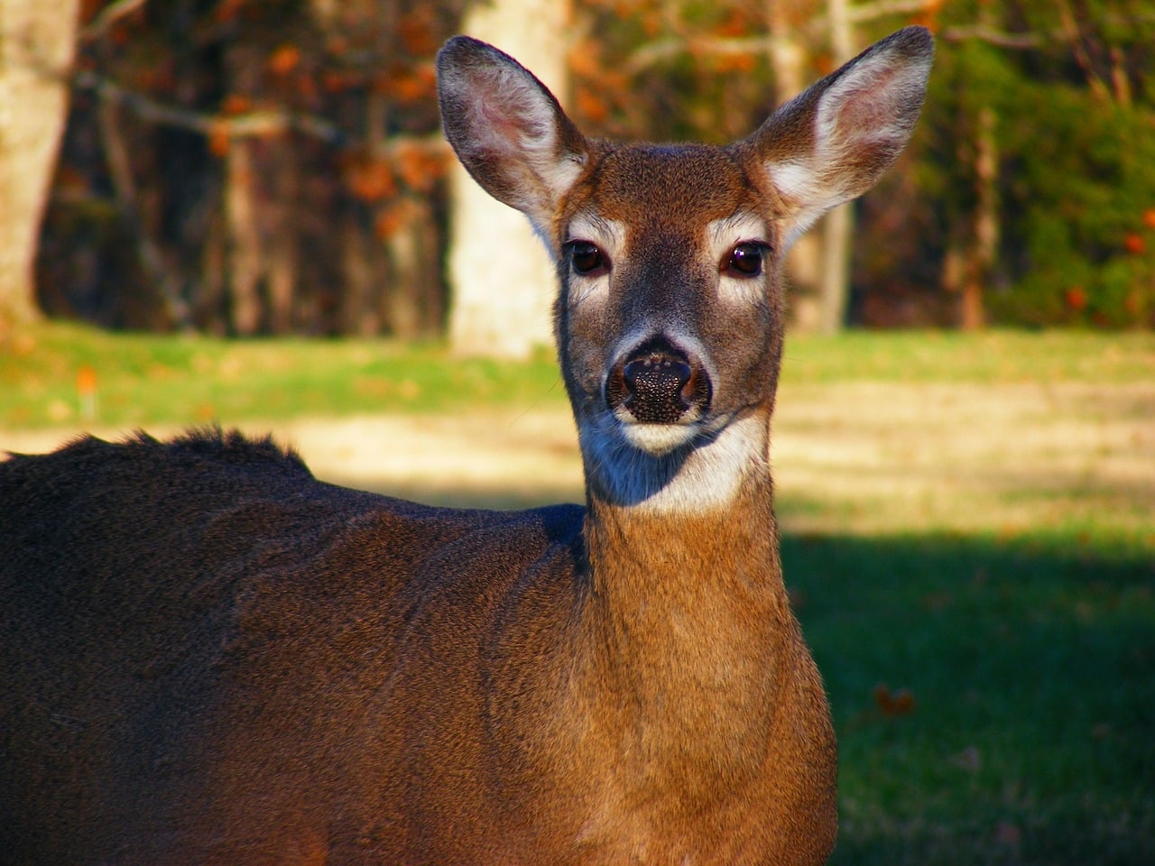A deer in Green River Lake State Park, Kentucky, USA 