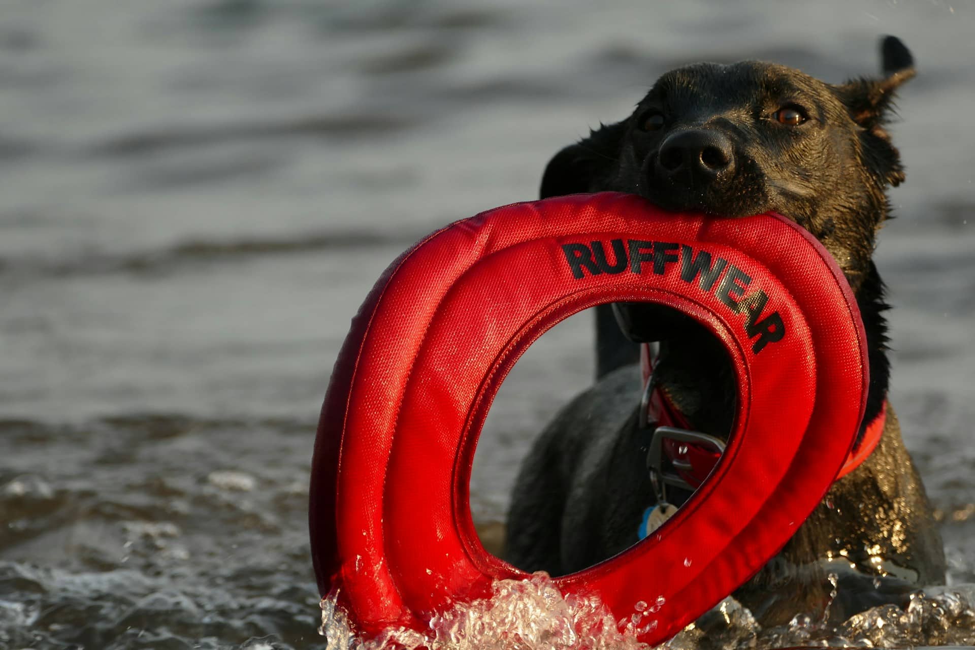 Dog fetching a Ruffwear rubber ring at a dog beach in Mississippi