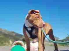 Dog Friendly Beaches in Kentucky Dog on a leash at one of the best dog friendly beaches in Kentucky