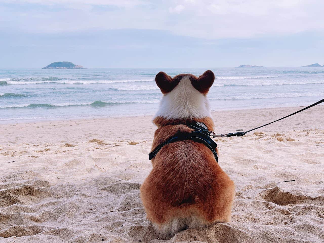 A beautiful Corgi on a leash at a Kentucky dog friendly beach