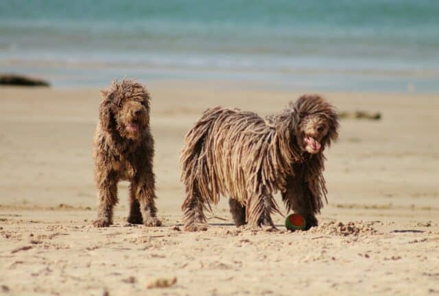 Two shaggy dogs on one of the dog friendly beaches in ohio