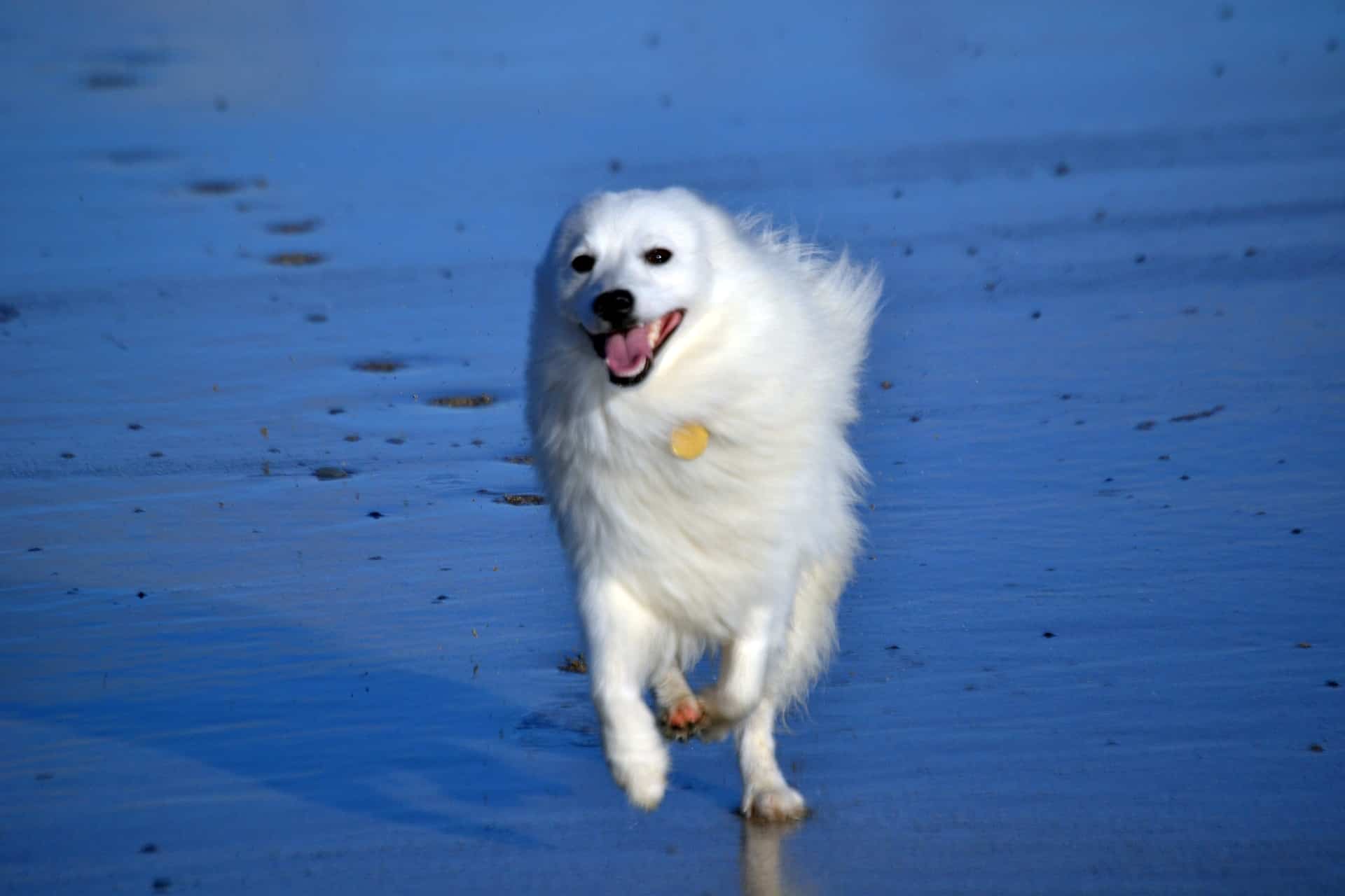 Japanese Spitz on a dog beach in Ohio